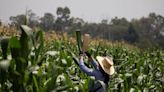 Exportadores venden 263,000 toneladas de maíz EEUU a México: datos USDA