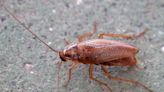 These 8 bugs could be in your Sacramento home as weather warms. Here’s how to keep them out