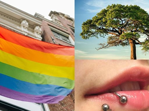 ¿Qué se celebra el 28 de junio? Hoy es Día del Orgullo LGBT, Día Mundial del Árbol y Día Internacional del Piercing Corporal