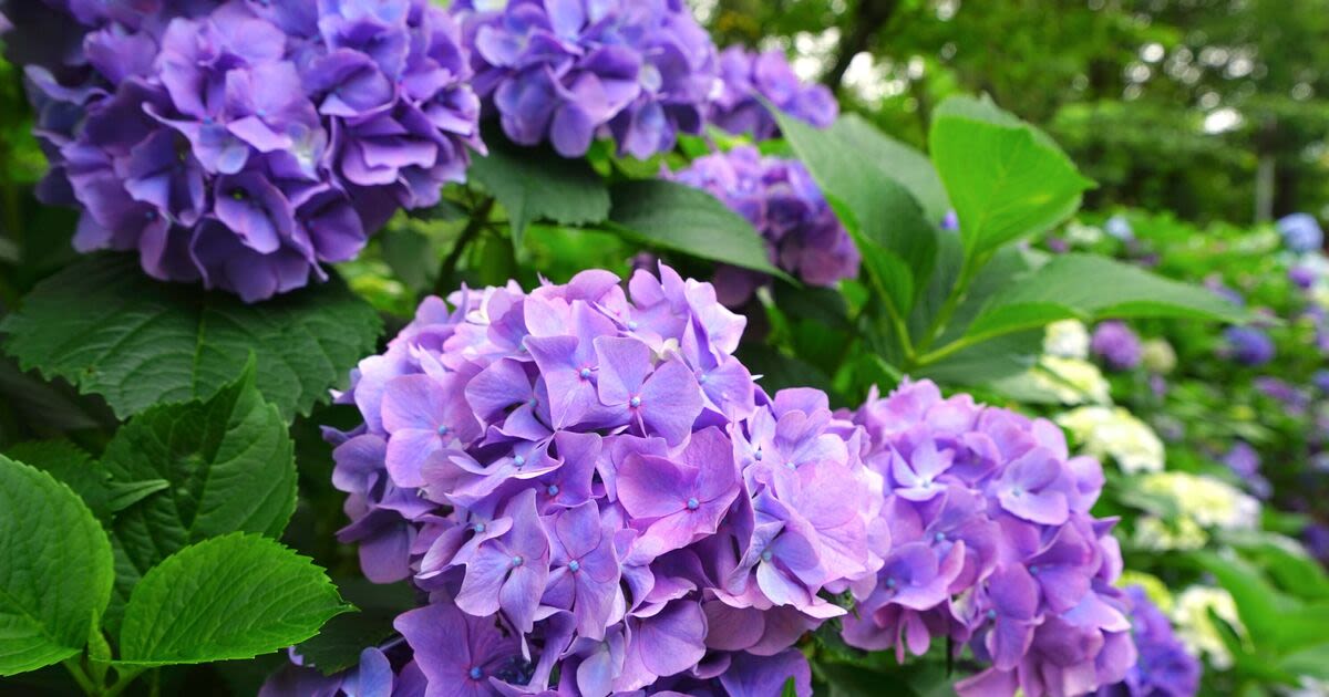 Pink hydrangeas turn purple fast if given one incredible food scrap experts love