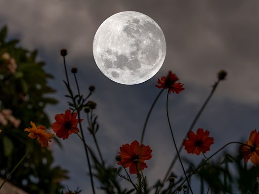 The Flower Moon: What it means for Buddhists and astrologists