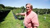 Boot scootin' berries: Randy Little trades spurs for berry pastures