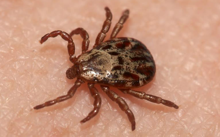 Take steps to prevent tick bites and disease transmission