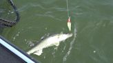 Game and Fish fisheries managers offer North Dakota open water fishing previews