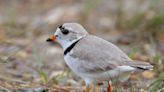 Precarious piping plover population persists despite climate change extremes