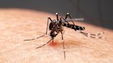 Número de casos de dengue no inverno de 2024 já supera o total registrado em toda a estação no ano passado no RS | GZH