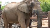 Tonka, Zoo Knoxville’s last remaining elephant, euthanized after being at zoo for 43 years