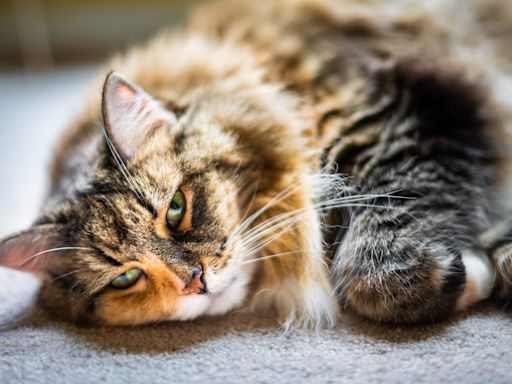 Maine Coon Cat Cries Pitifully Outside Door of 'His' Person and It's Too Funny