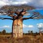 Arbol Baobab