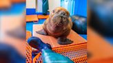 A rare walrus calf was rescued in Alaska after found wandering alone and is currently under 24/7 cuddle care