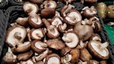 What Are the Healthiest Types of Mushrooms?