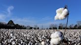 J. Crew, Gap Inc, Kiabi, join US Cotton Trust Protocol Board