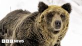 Japan wants to relax bear hunting laws as attacks rise