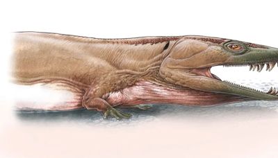 Descubren los fósiles de una nueva especie que desafía las hipótesis sobre la evolución de los vertebrados