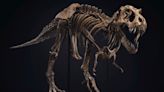 Another T-Rex Skeleton Is up for Auction, and It’s Expected to Fetch up to $25 Million