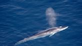 Once Facing Extinction, Massive Fin Whales Have Returned to Antarctic Waters