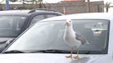 El Ayuntamiento de Ferrol controla la plaga de gaviotas en la ciudad