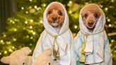 Bark! The herald angels sing... Dogs star in Nativity scenes