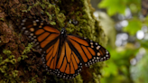 ¿Por qué para los Purépechas las mariposas monarca llevan el alma de los muertos?