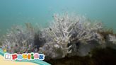 Rising ocean temperatures trigger global coral bleaching