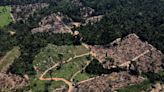 Deforestation in Brazil's Amazon falls nearly 10% in May