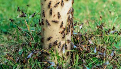 Each Year Flying Ants Emerge Across the U.K. And Yes, They’re Annoying.