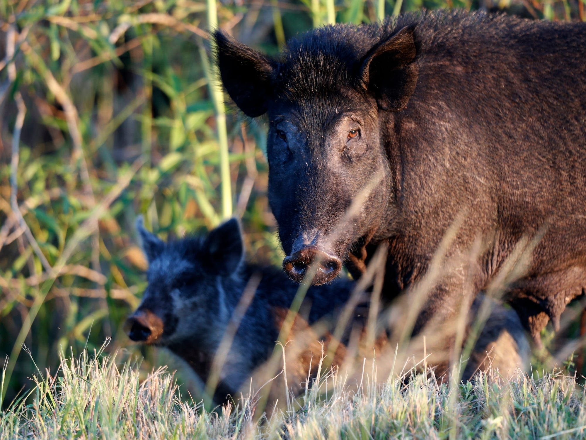 Dangerous feral hogs that destroy lawns and eat plastic are growing across the US, and states can't kill them fast enough