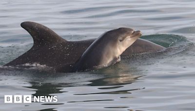 New Quay dolphins named after Tallie Brazier who died in crash