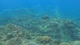 墾丁珊瑚產卵季驚見海底大漁網 潛水界直呼「太諷刺！」