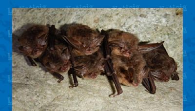 Carolina del Norte aprueba plan para proteger a murciélago en peligro de extinción - La Noticia