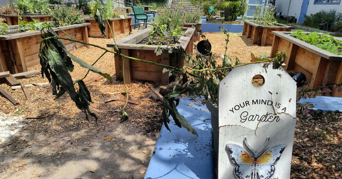 Oakland school garden built by Steph & Ayesa Curry's foundation vandalized