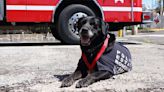 Dan último adiós a Dana, agente canina rescatista de bomberos