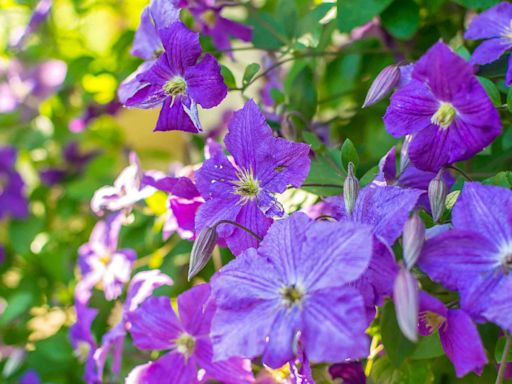 40 Clematis Varieties to Grow in Your Garden for a Pretty Pop of Purple