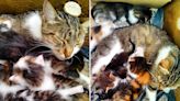 Cat dad "standing guard" over mom and kittens delights internet