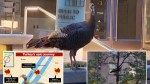 What the peck?! Wild turkey spotted strutting around Manhattan after epic journey