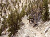 Ancient Bristlecone Pine Forest