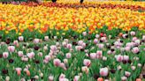 Spring Has Sprung: The Iconic Tulips At Biltmore Are Blooming