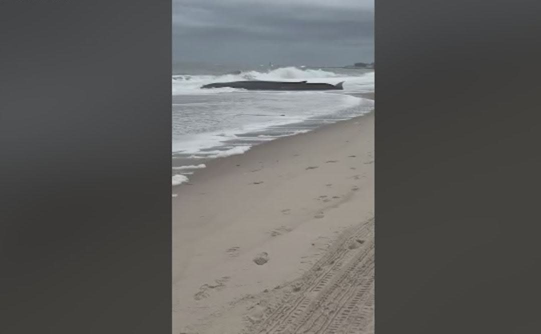 Beached whale found on Delaware shore