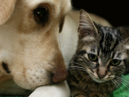 The Internet Is Amazed by Cat and Dog Working Together to Sneak Treats