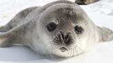 Rescue Seal Pup's Very First Swim Is Such a Joy to See