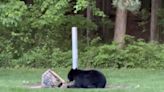With spring’s arrival, black bear returns to Thomas Township area
