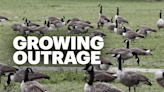 Protest planned at Teterboro Airport to oppose geese gassing plans