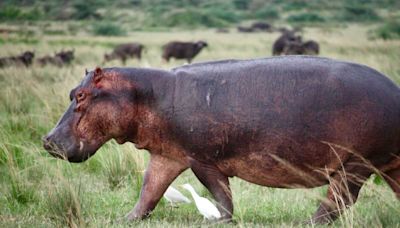 Les hippopotames ne peuvent pas nager, mais ils peuvent voler, selon une étude