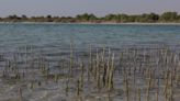 Half of world's mangroves under threat, says conservation group