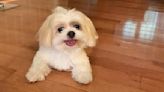 Tiny Shih-Tzu is Adorably Confused By His Twin Stuffed Lookalike