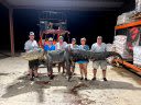 This Opening-Day Gator Is One of the Biggest Ever Killed in Mississippi