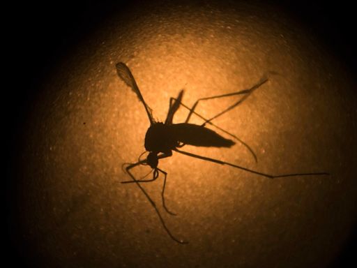 Weld County’s first human case of West Nile virus in 2024 identified