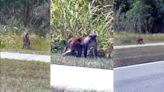 Possible wild monkeys seen walking around Florida neighborhood