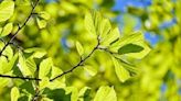 Planting a tree? Pick one that's a good fit for Florida's high wind climate | Gardening