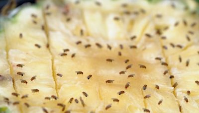 The Pantry Staples That Help You Get Rid Of Pesky Kitchen Fruit Flies